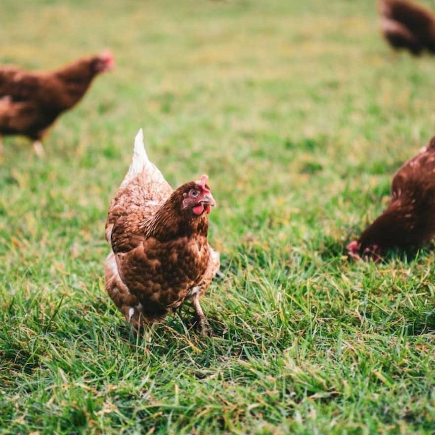 poulets élevés en plain air nourris sans OGM