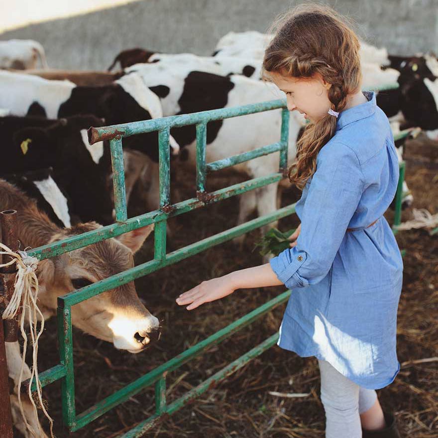 veaux de la ferme de la Bévenière