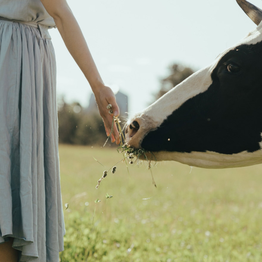 vache de la ferme de la Bévenière