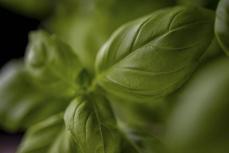 decouv-retz-produits-frais-et-locaux-chez-vous-en-un-clic-livraison-pornic-agglo-et-pays-de-retz-legumes-basilic-zoom