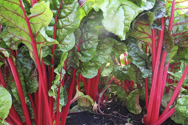 decouv-retz-produits-frais-et-locaux-chez-vous-en-un-clic-livraison-pornic-agglo-et-pays-de-retz-legumes-betteraves-en-terre