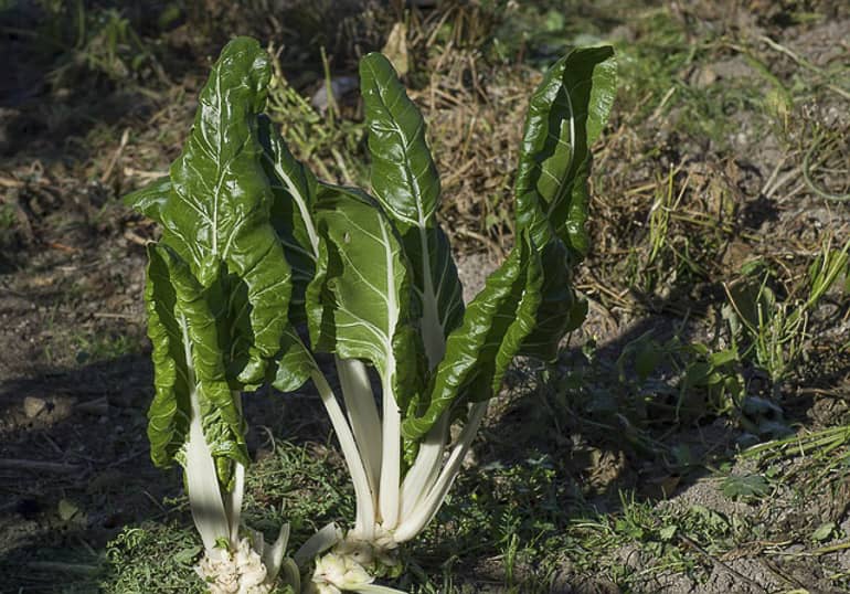 decouv-retz-produits-frais-et-locaux-chez-vous-en-un-clic-livraison-pornic-agglo-et-pays-de-retz-legumes-blettes-dans-terre