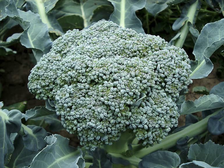 decouv-retz-produits-frais-et-locaux-chez-vous-en-un-clic-livraison-pornic-agglo-et-pays-de-retz-legumes-brocolis-en-terre