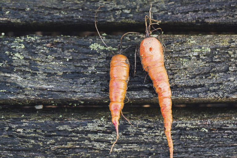 decouv-retz-produits-frais-et-locaux-chez-vous-en-un-clic-livraison-pornic-agglo-et-pays-de-retz-legumes-carotte