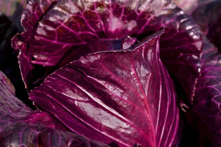 decouv-retz-produits-frais-et-locaux-chez-vous-en-un-clic-livraison-pornic-agglo-et-pays-de-retz-legumes-chou-rouge-3
