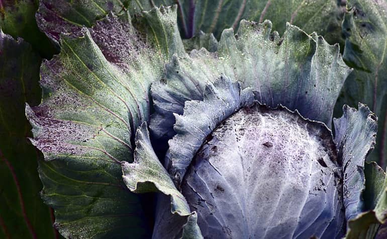 decouv-retz-produits-frais-et-locaux-chez-vous-en-un-clic-livraison-pornic-agglo-et-pays-de-retz-legumes-chou-rouge-5