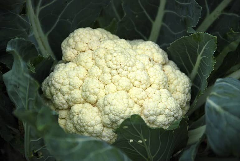 decouv-retz-produits-frais-et-locaux-chez-vous-en-un-clic-livraison-pornic-agglo-et-pays-de-retz-legumes-le-chou-fleur-en-terre