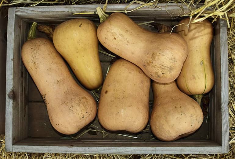 decouv-retz-produits-frais-et-locaux-chez-vous-en-un-clic-livraison-pornic-agglo-et-pays-de-retz-legumes-courges-cagette