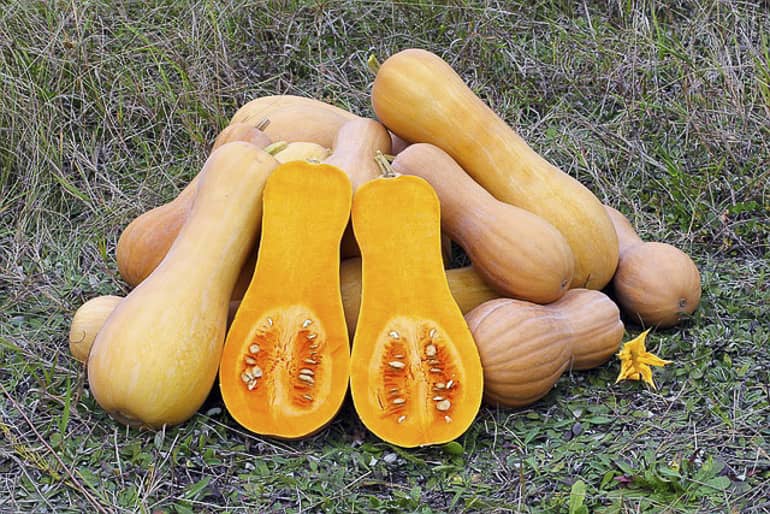 decouv-retz-produits-frais-et-locaux-chez-vous-en-un-clic-livraison-pornic-agglo-et-pays-de-retz-legumes-courge-butternut
