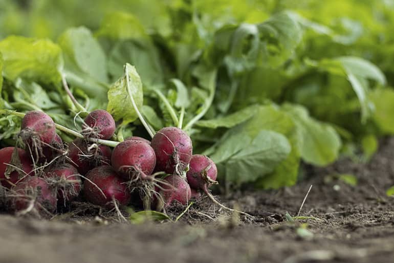 decouv-retz-produits-frais-et-locaux-chez-vous-en-un-clic-livraison-pornic-agglo-et-pays-de-retz-legumes-radis-sortis-de-terre