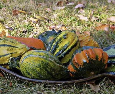 decouv-retz-produist-frais-et-locaux-chez-vous-en-un-cllic-legume-courge-musquee
