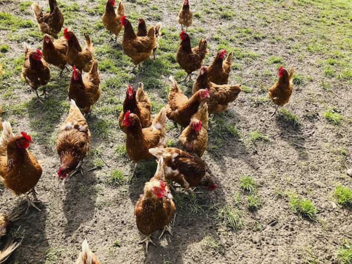 decouv-retz-produist-frais-et-locaux-chez-vous-en-un-cllic-poulets