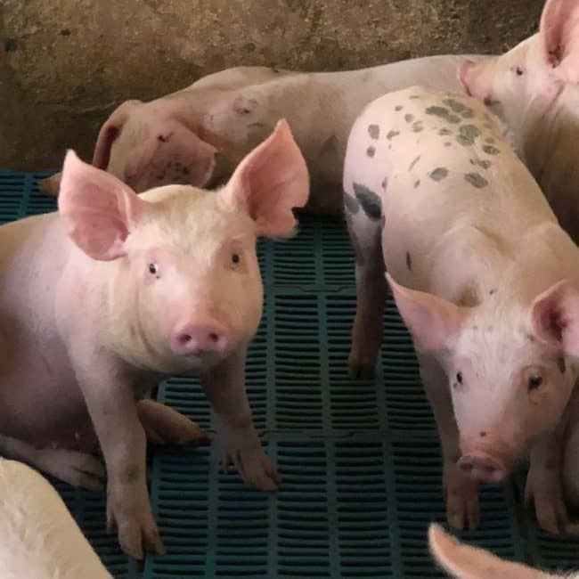 decouv-retz-producteur-ferme-alp-rousse-porc