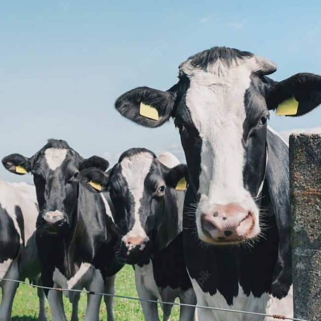 decouv-retz-producteur-ferme-de-la-beviniere