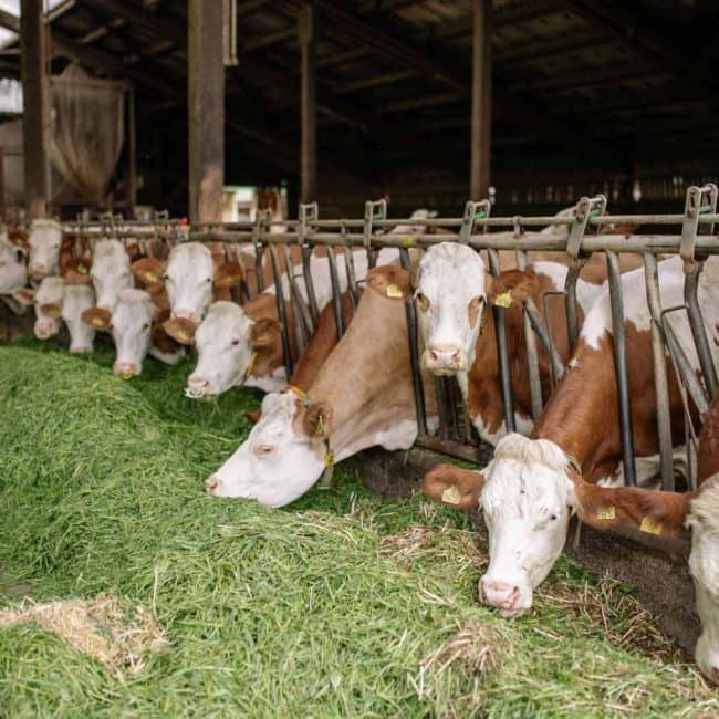 decouv-retz-producteur-ferme-pont-caillaud